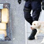 Policijski pas otkrio drogu: Uhapšen muškarac u Bogutovcu (FOTO)