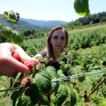 NISKA CENA GASI „SRPSKI BREND“: Proizvođači malina – „crvenog zlata“, gube trku sa hladnjačarima