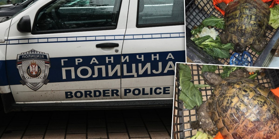 Pokušali da prokrijumčare živo biće: Carinici na Kelebiji sprečili neuobičajen šverc (FOTO)