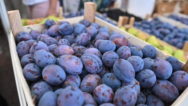 ДА ЛИ ВРЕМЕ ПОГОДУЈЕ ШЉИВАМА? Ево какав се род очекује ове године