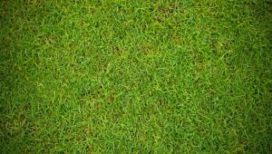 Vrhunska zarada: Malo ko se u Srbiji bavi ovim poslom, a istina je da zahteva puno truda